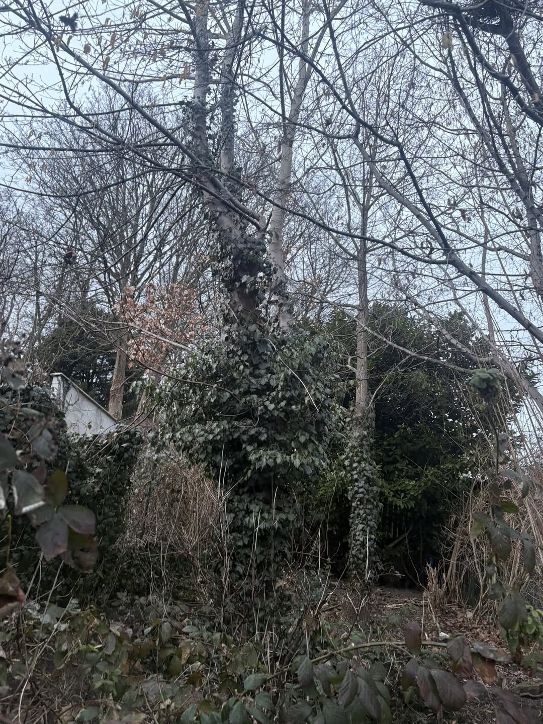 Abattage arbre urgence travaux extérieurs à Liège - TS Pro-Tech